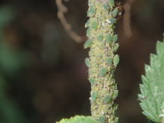 Aphis urticata