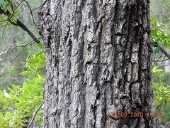 Eucalyptus paniculata