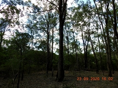 Eucalyptus paniculata