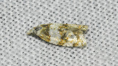 Aethes argentilimitana