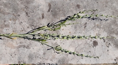 Lepidium sativum