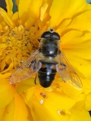 Eristalis tenax