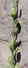 Lepidium sativum