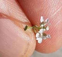 Lepidium sativum