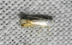 Phyllonorycter lucidicostella