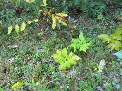 Smilax aristolochiifolia
