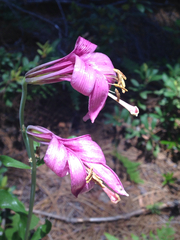 Lilium washingtonianum