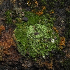 Bilimbia sabuletorum