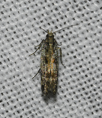 Aristotelia rubidella