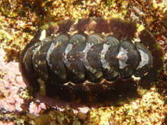 Chitonidae