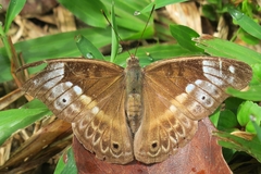 Eulaceura osteria