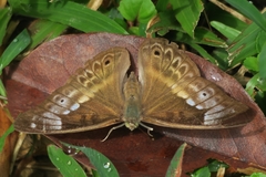 Eulaceura osteria
