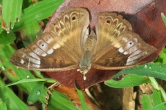 Eulaceura osteria