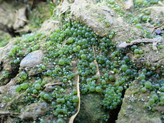 Botrydium