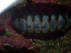Chitonidae