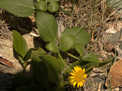 Wollastonia