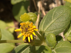 Wollastonia