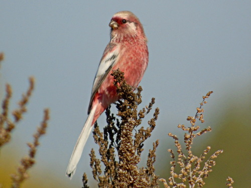 Long-tailed Rosefinch
