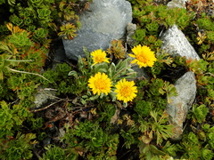 Erigeron aureus