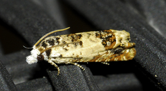 Eucosma ornatula