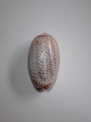 Oliva bulbosa