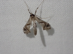 Lineodes integra
