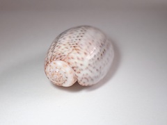 Oliva bulbosa