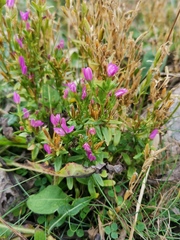 Centaurium littorale