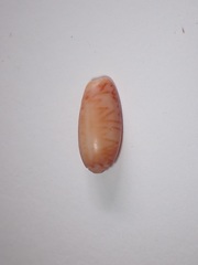 Oliva bulbosa