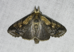 Dasylophia thyatiroides