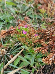 Centaurium littorale
