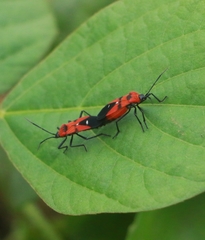 Oncopeltus nigriceps