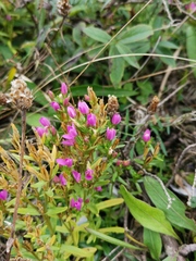 Centaurium littorale