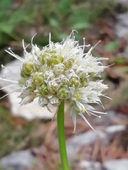 Allium ochroleucum