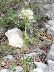 Allium ochroleucum