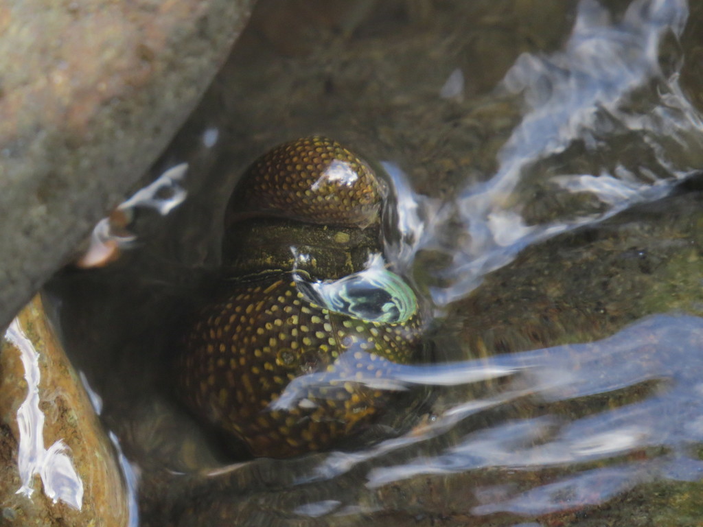 Spotted Nerite