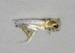Phyllonorycter lucidicostella