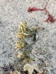 Chondrus