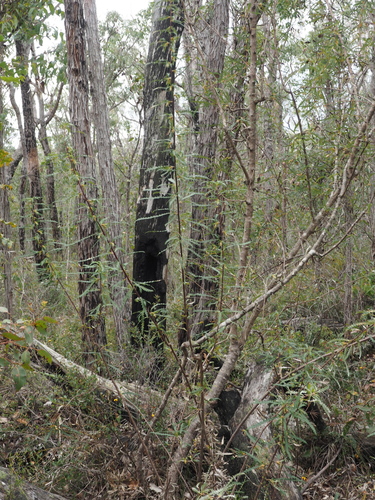 Image of Banksia serra by (c) Brett Coulstock, some rights reserved (CC BY)