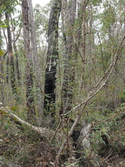 Banksia serra