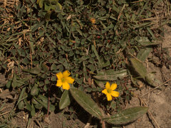 Oxalis rubens