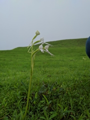 Habenaria grandifloriformis