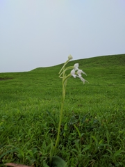 Habenaria grandifloriformis