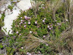 Agathosma lanceolata