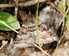 Dichromodes ainaria
