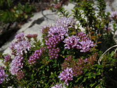 Agathosma lanceolata