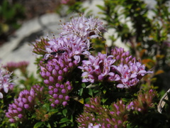 Agathosma lanceolata
