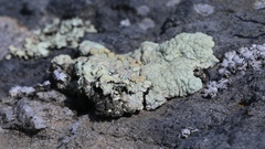 Protoparmeliopsis pinguis