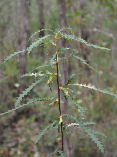 Image of Banksia serra by (c) Brett Coulstock, some rights reserved (CC BY)