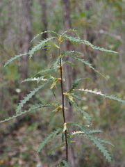 Banksia serra